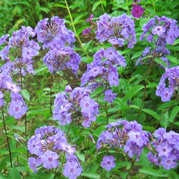 Phlox paniculata 'Blue Boy' 