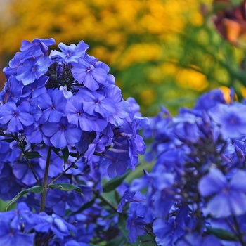 Phlox paniculata 'Blue Paradise' 