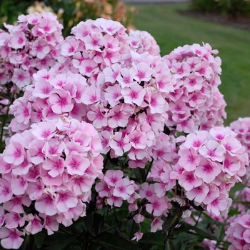 Phlox paniculata 'Bright Eyes' 