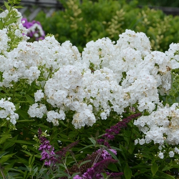 Phlox paniculata 'David' 