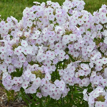 Phlox paniculata 'Fashionably Early Lavender Ice'