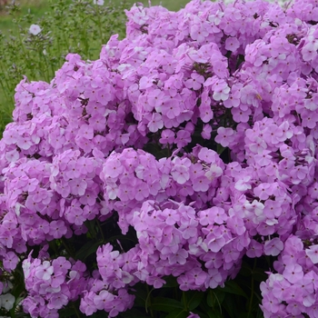 Phlox paniculata 'Fashionably Early Princess' 