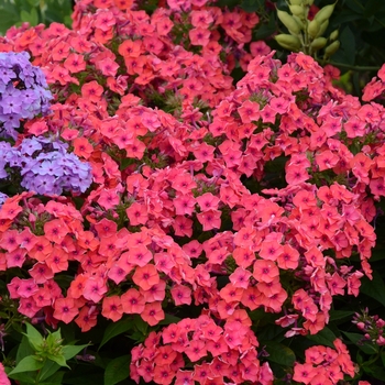 Phlox paniculata 'Coral Flame®' PP22234