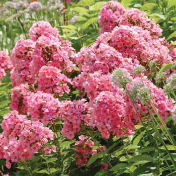 Phlox paniculata 'Light Pink' 