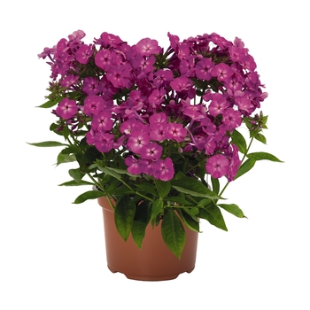 Phlox paniculata 'Violet Flame®' 