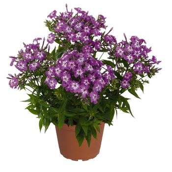 Phlox paniculata 'Violet Charme' 