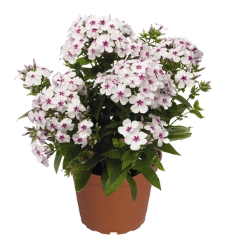 Phlox paniculata