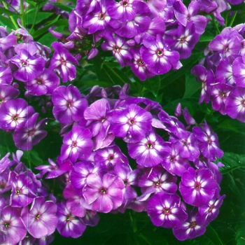 Phlox paniculata 'Laura' 