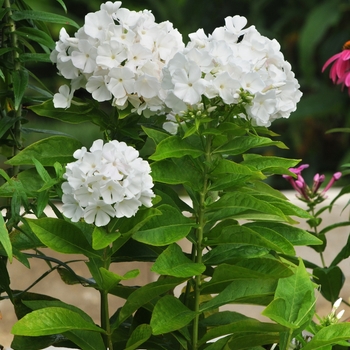 Phlox paniculata Neon 'Flare'