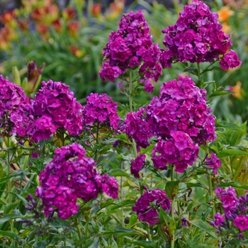 Phlox paniculata 'Nicky' 