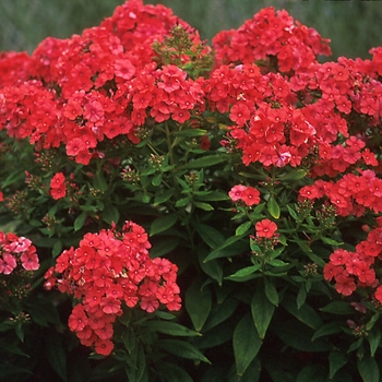 Phlox paniculata 'Orange Perfection' 