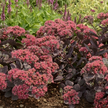 Sedum 'Dazzleberry' PP22457