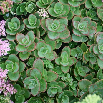 Sedum Sunsparkler® 'Lime Zinger'