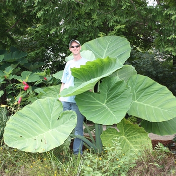 Colocasia gigantea 'Thailand Giant' 