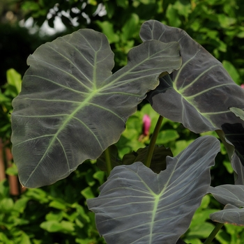 Colocasia esculenta 'Coal Miner' 