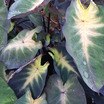 Colocasia esculenta 'Royal Hawaiian® 'Tropical Storm'