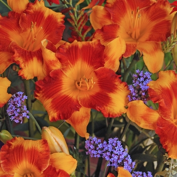 Hemerocallis 'Adorable Tiger' 