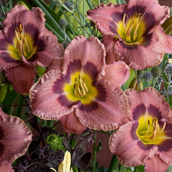 Hemerocallis 'Always Afternoon' 