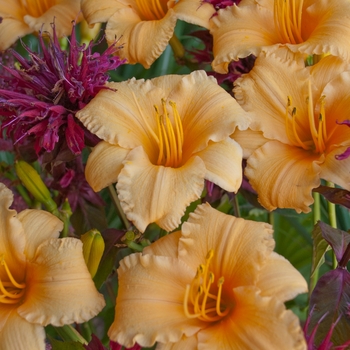 Hemerocallis 'Apricot Sparkles'