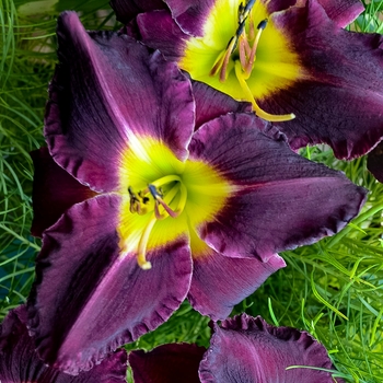 Hemerocallis 'Bela Lugosi'