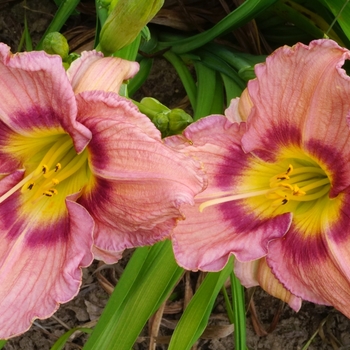 Hemerocallis 'Bella Boo'