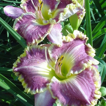 Hemerocallis 'Bestseller'