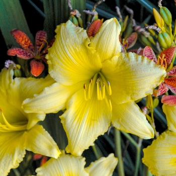 Hemerocallis 'Big Time Happy' 