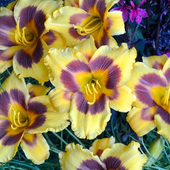 Hemerocallis 'Black Eyed Susan' 