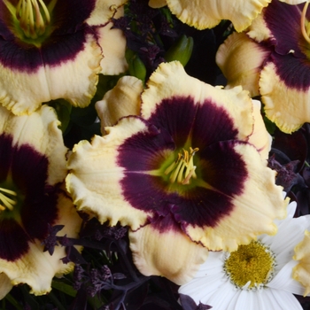 Hemerocallis 'Blackthorne' (129997)