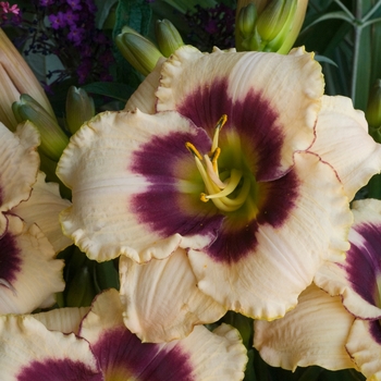 Hemerocallis 'Blueberry Candy' 