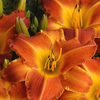 Hemerocallis 'Bright Sunset'