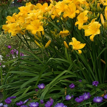 Hemerocallis 'Buttered Popcorn'