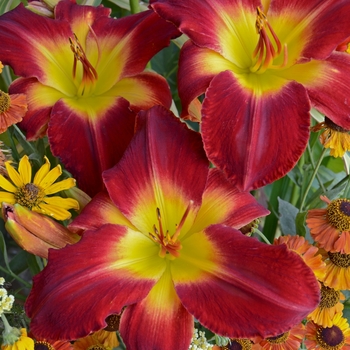 Hemerocallis 'Cherokee Star'