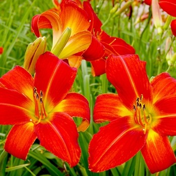 Hemerocallis 'Christmas Tim' 