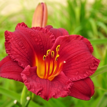 Hemerocallis 'Cranberry Baby'