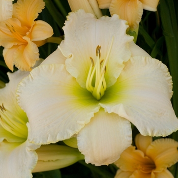 Hemerocallis 'Early Snow'