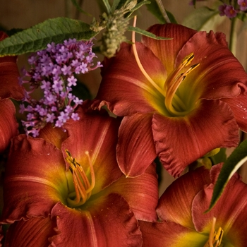 Hemerocallis Jersey Earlybird™ 'Earlybird Cardinal™'