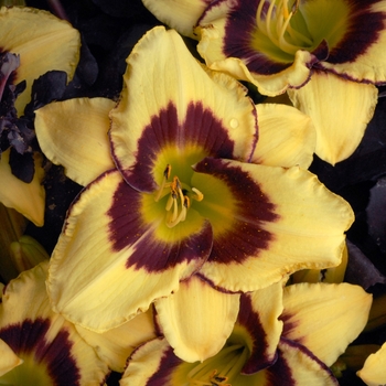 Hemerocallis 'El Desperado'