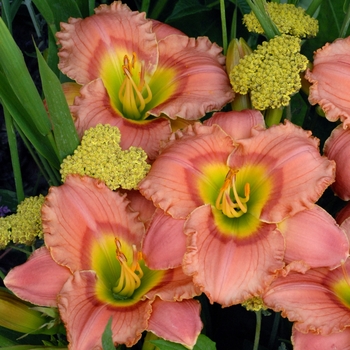 Hemerocallis 'Elegant Candy'