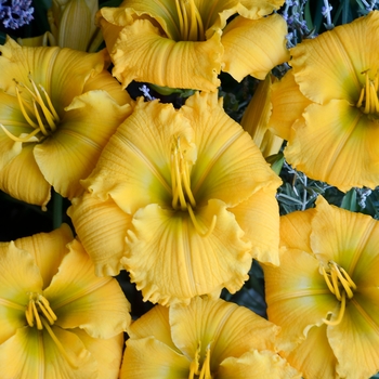 Hemerocallis 'Elegant Explosion' 