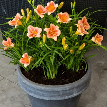 Hemerocallis EveryDaylily® 'Cerise'