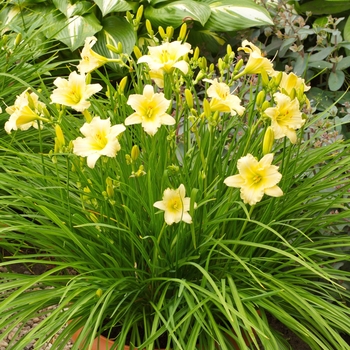 Hemerocallis EveryDaylily® 'Cream'