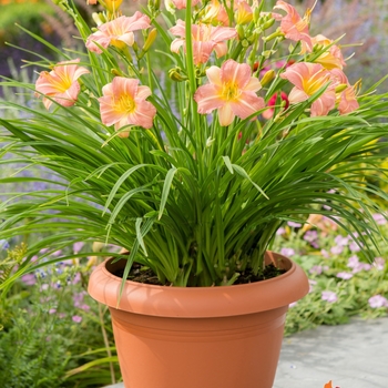 Hemerocallis 'Pink & Cream' 