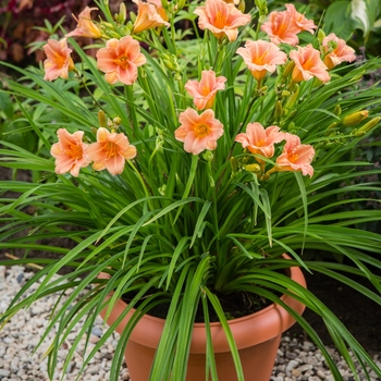 Hemerocallis EveryDaylily® 'Pink Wing'