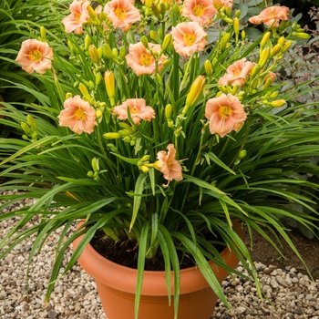 Hemerocallis EveryDaylily® 'Rose'