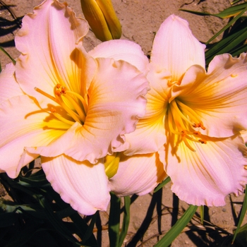 Hemerocallis 'Fairy Tale Pink'