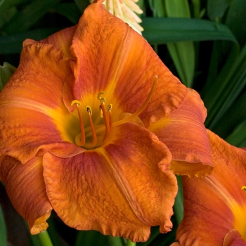 Hemerocallis 'Fire King' 