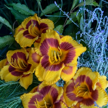 Hemerocallis 'Fooled Me'