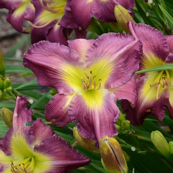 Hemerocallis 'Garden Show' 