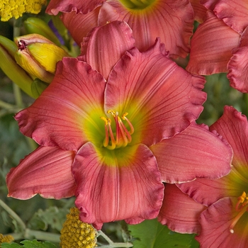 Hemerocallis 'Dynamite Returns' PP20002